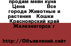 продам мейн куна › Цена ­ 15 000 - Все города Животные и растения » Кошки   . Красноярский край,Железногорск г.